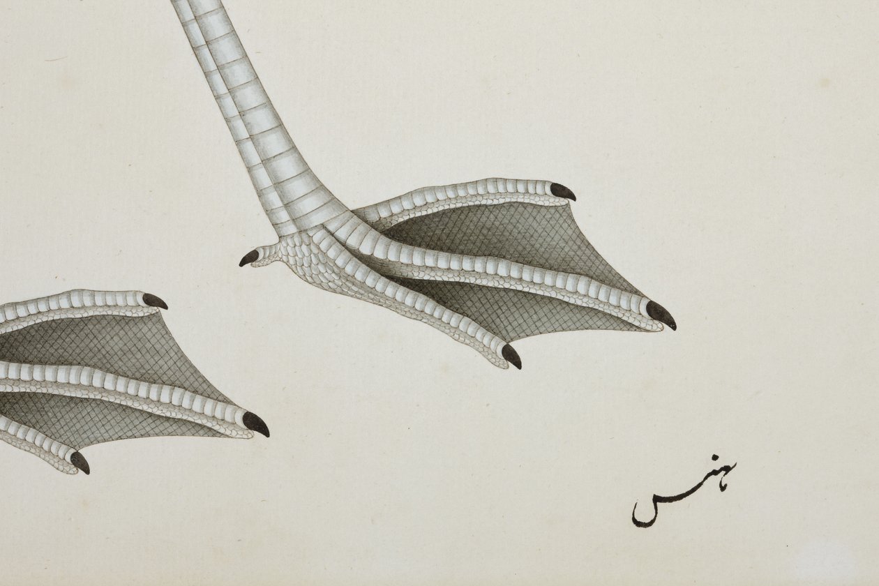Un flamenco, detalle, c.1780 de Indian School
