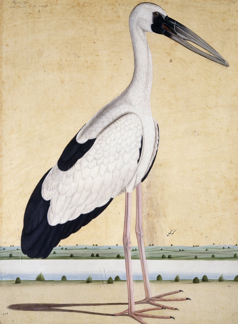 Una cigüeña con el pico abierto, c. 1780 de Indian School