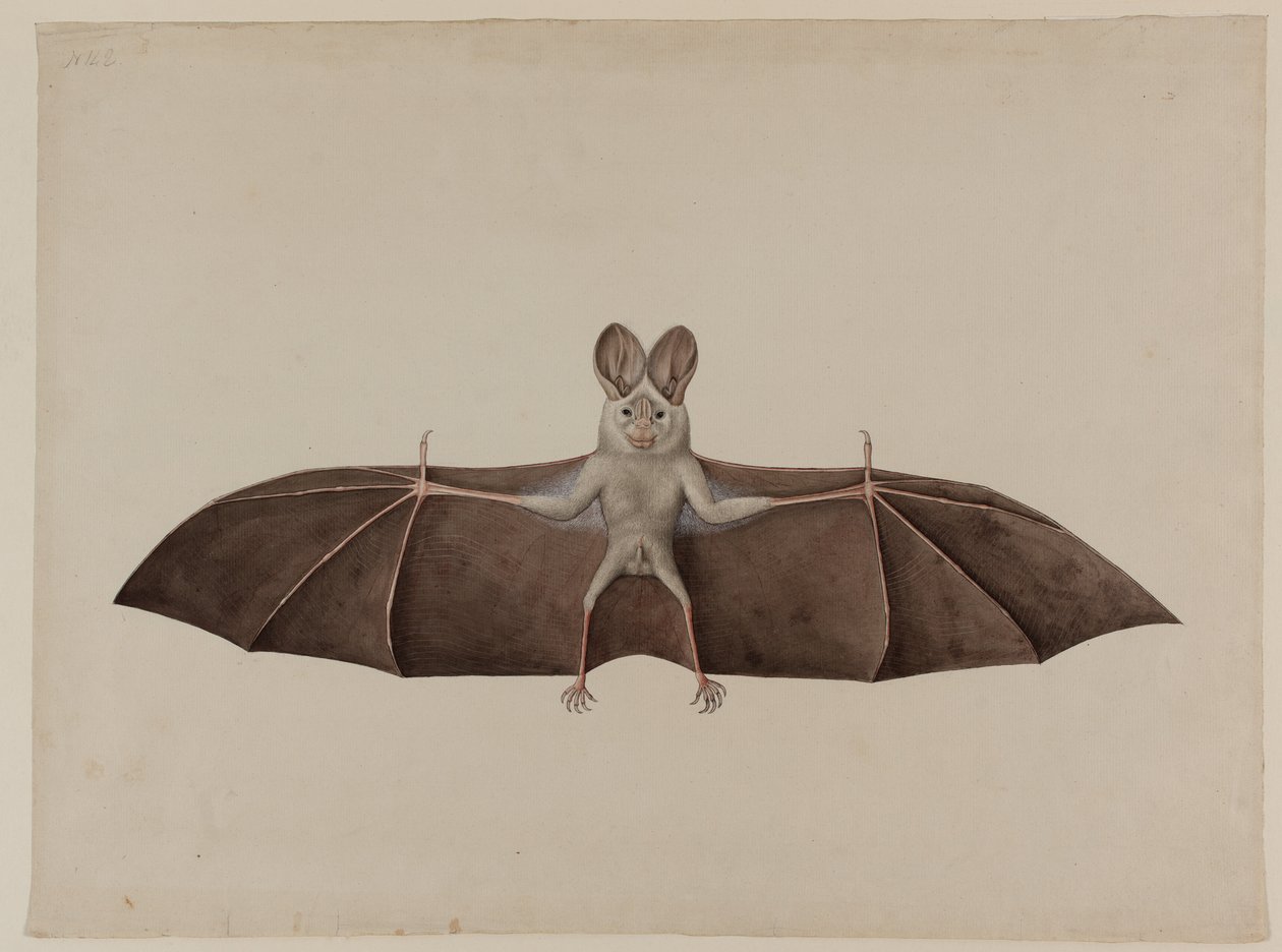 Murciélago Vampiro Falso Menor Asiático, circa 1790 de Indian School