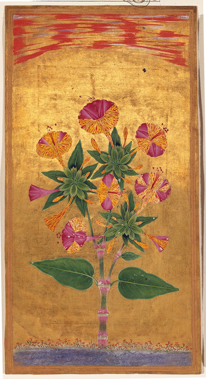 Las cuatro en punto o La maravilla de Perú (Mirabilis Jalapa), período Mughal de Indian School