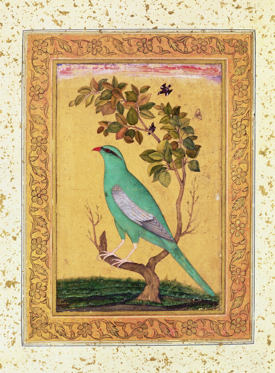Pájaro verde, Mughal de Indian School