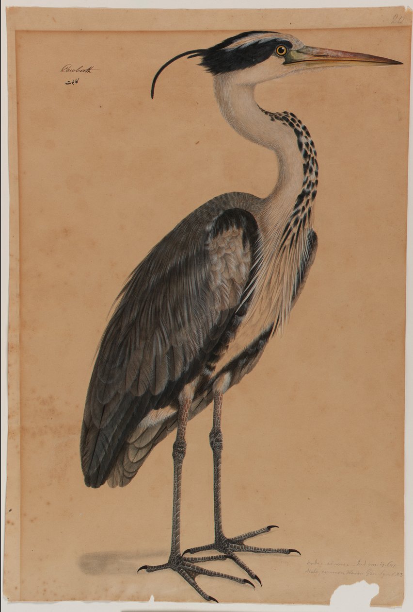 Garza gris de Indian School