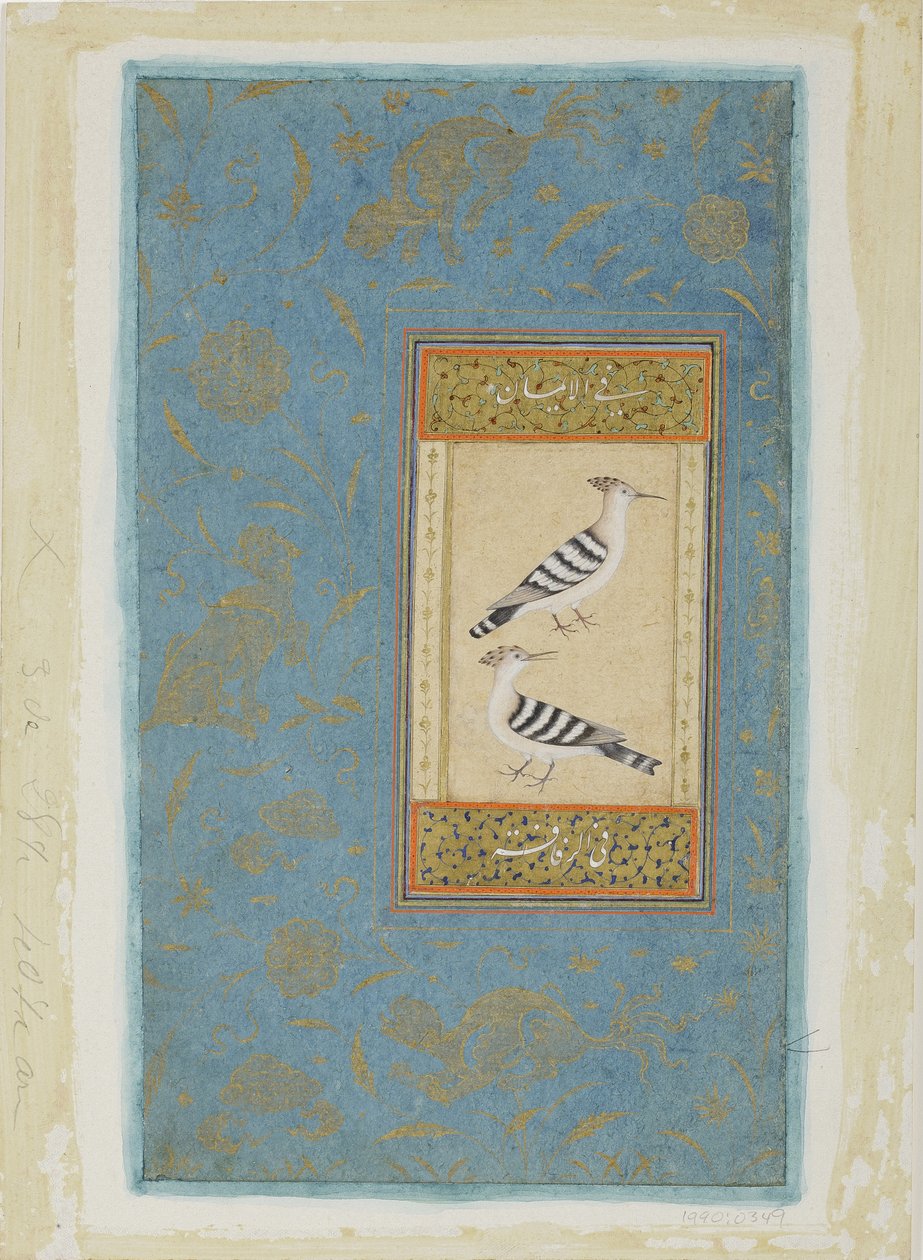 Abubillas de Indian School