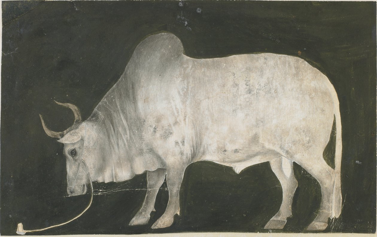 Toro indio de Indian School