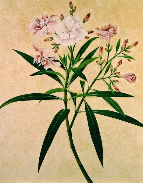 Adelfa, c.1840 de Indian School