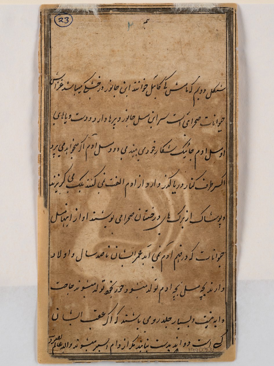 Verso de pavo real mítico con cabeza de mujer, c.1750 (pluma y tinta sobre papel) de Indian School