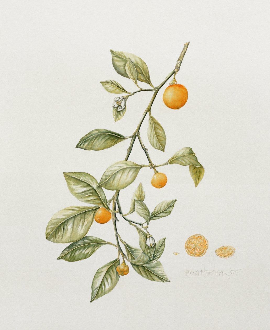 Naranjo ornamental, 1995 de Iona Hordern