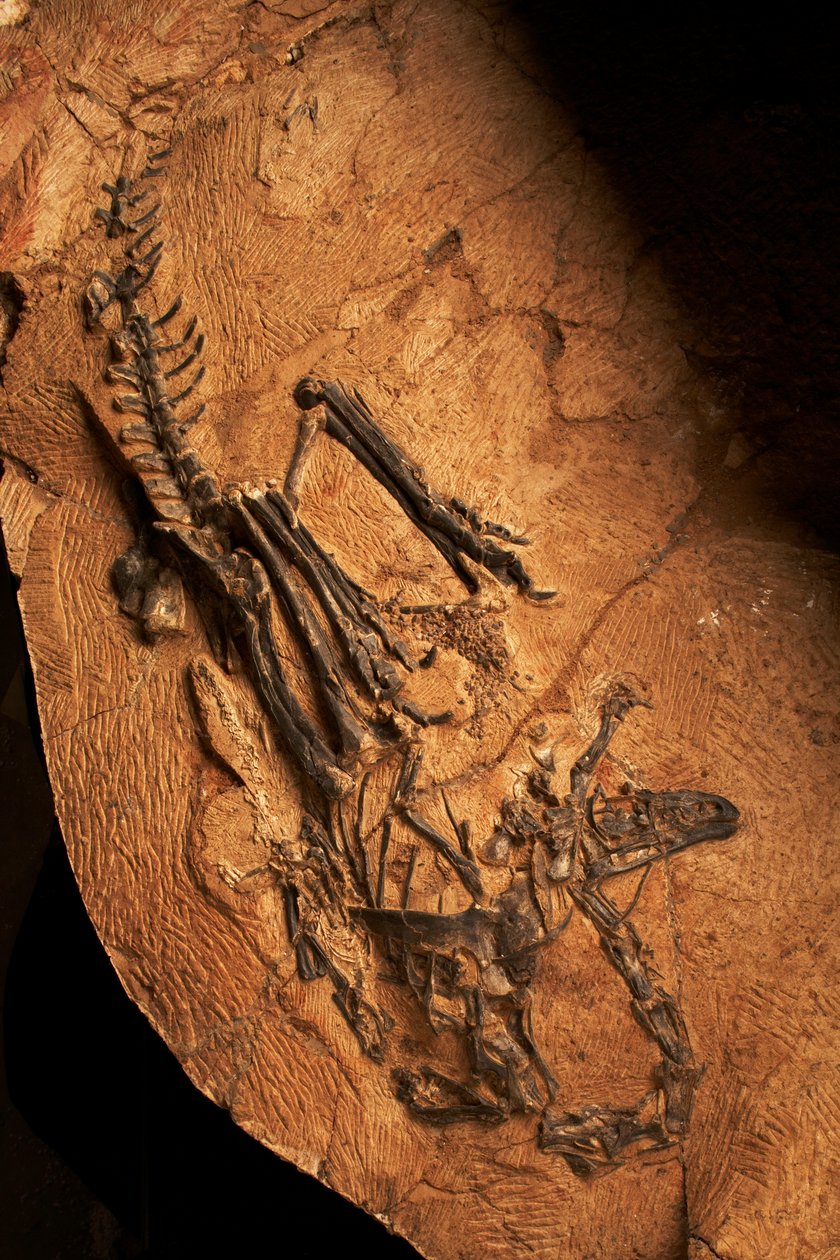 Un ceratosaurio desdentado en el Instituto de Paleontología de Vertebrados y Paleoantropología de Xiaotangshan, al norte de Pekín (China). de Ira Block