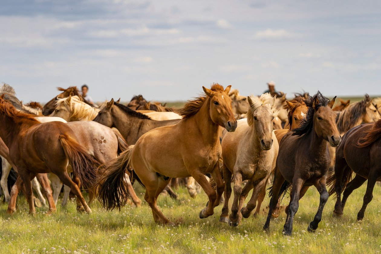 Una manada de caballos en el sur del desierto de Gobi, Mongolia, 2018 (foto) de Ira Block
