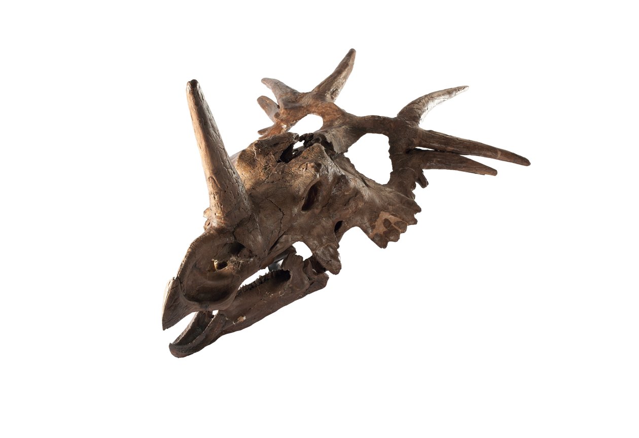 Un Styracosaurus original en el Museo Canadiense de la Naturaleza. de Ira Block