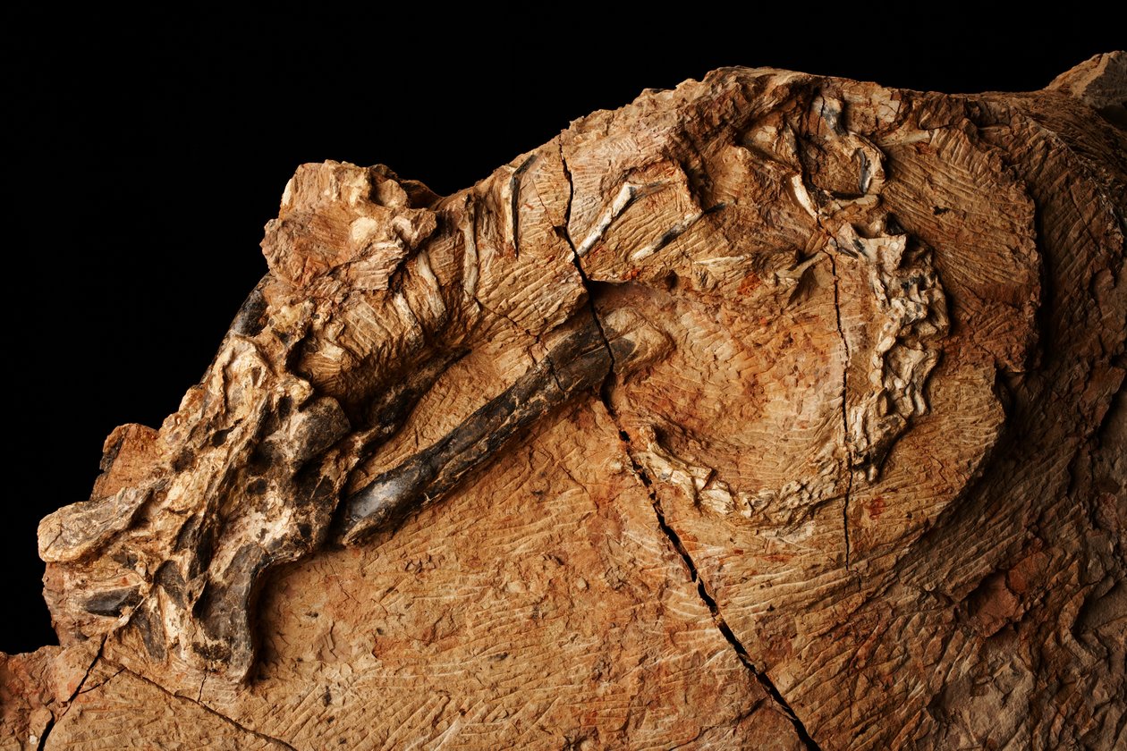 Un dinosaurio desconocido en el Instituto de Paleontología de Vertebrados y Paleoantropología de Xiaotangshan, al norte de Pekín (China). de Ira Block