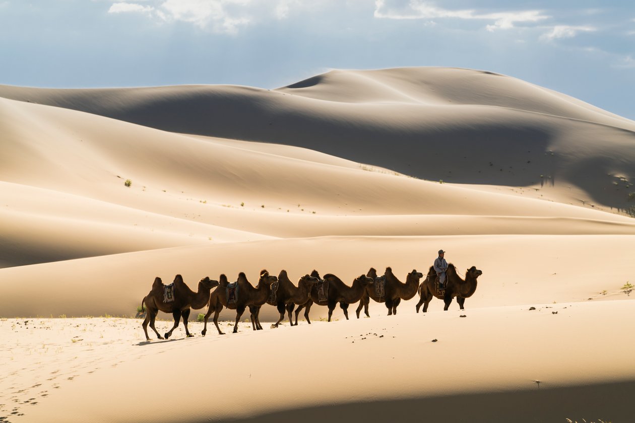 Caravana de camellos bactrianos en el Els Khongoryn del Parque Nacional de Gobi Gurvansaikhan..., 2016 (foto) de Ira Block