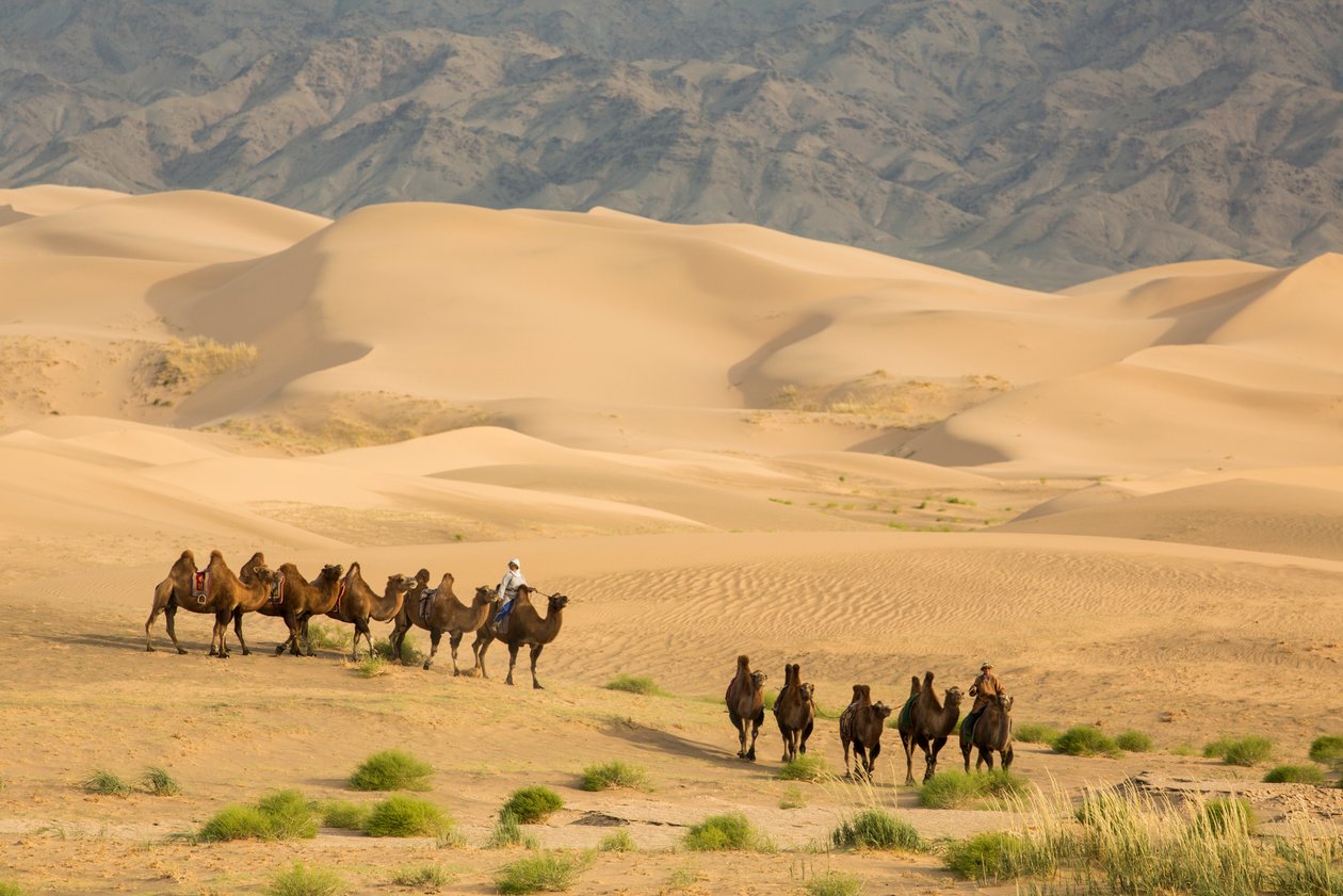 Caravana de camellos bactrianos en el sur del desierto de Gobi, Mongolia., 2013 (foto) de Ira Block
