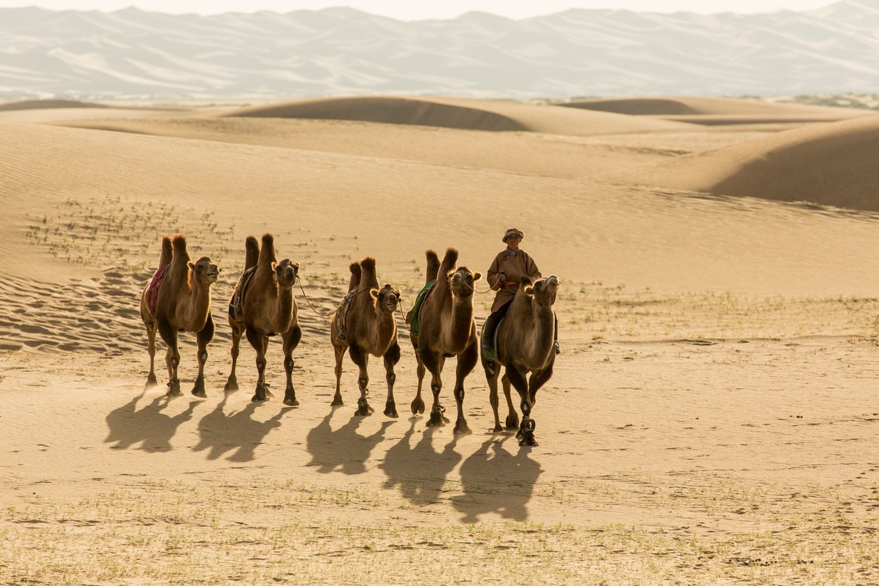 Caravana de camellos bactrianos en el sur del desierto de Gobi, Mongolia., 2013 (foto) de Ira Block
