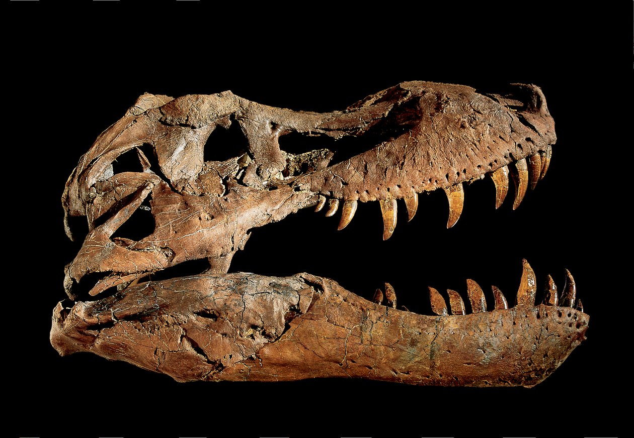 Cráneo fósil de Tiranosaurio Rex "Sue.... de Ira Block