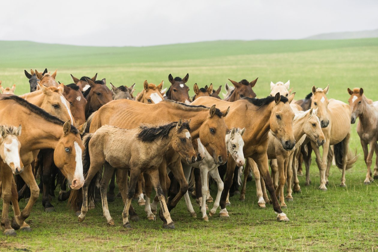 Familia local reuniendo a sus caballos en la Reserva Natural de Gun-Galuut de Ira Block