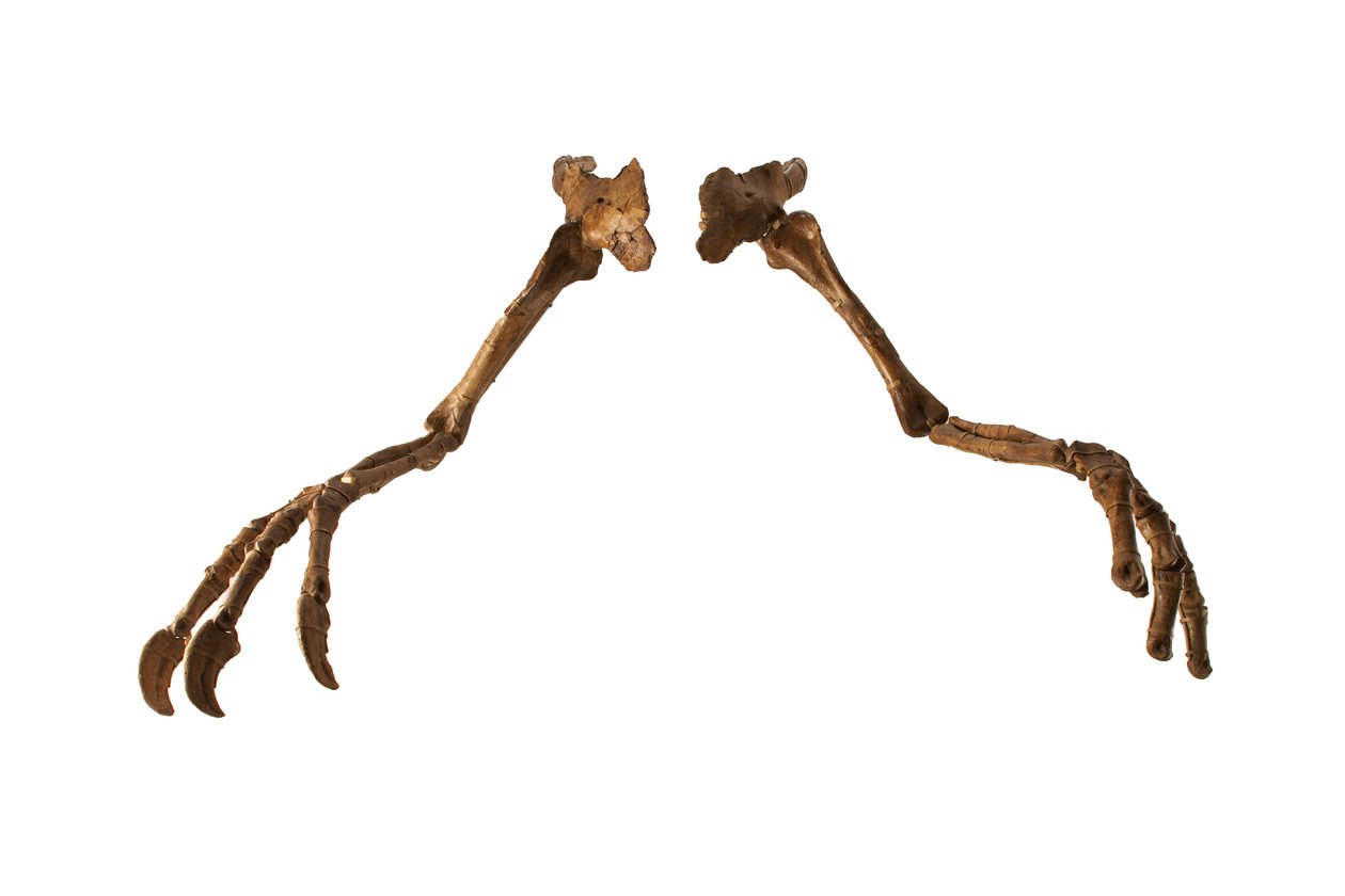 El dinosaurio mongol Deinocheirus, con sus brazos y garras gigantes. de Ira Block