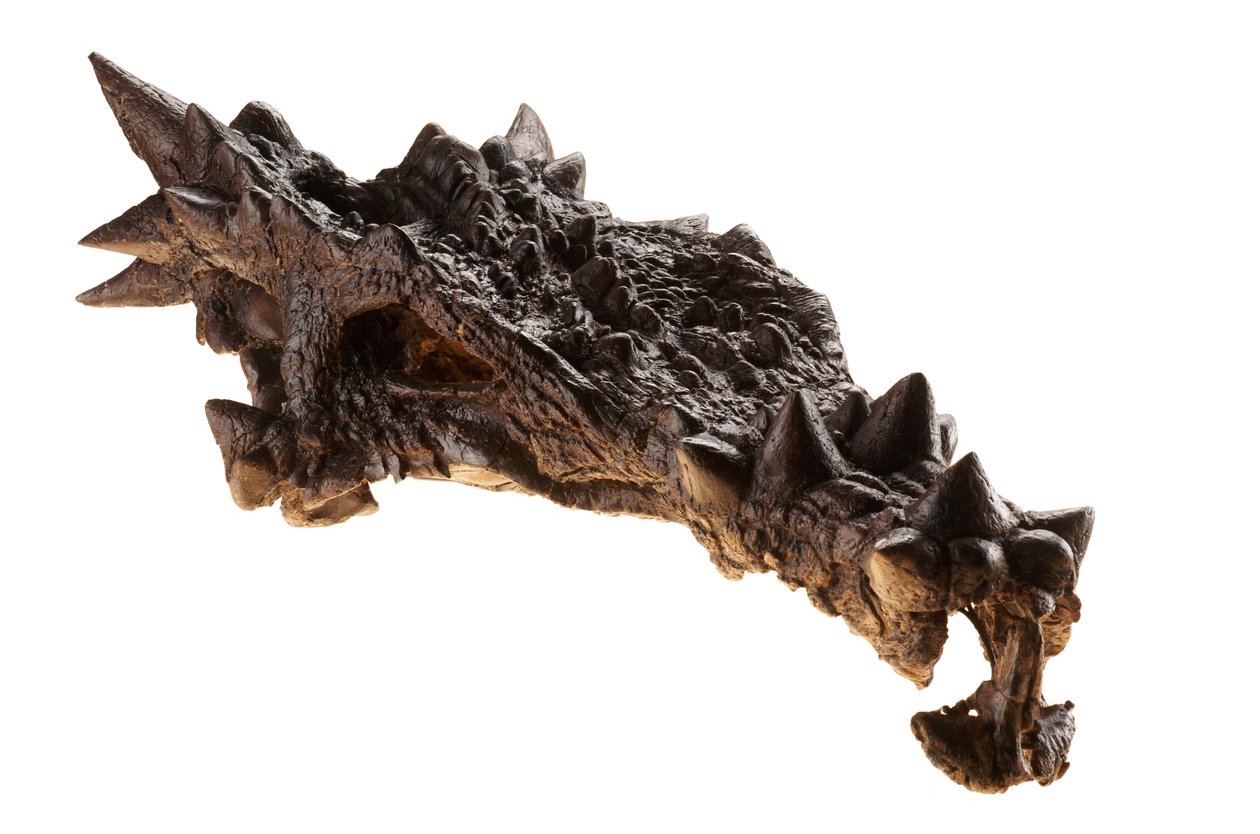 El cráneo del Dracorex en el Museo de los Niños de Indianápolis, Indiana. de Ira Block