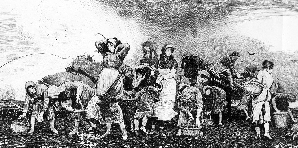 Cosecha de papas, c.1870s de Irish School