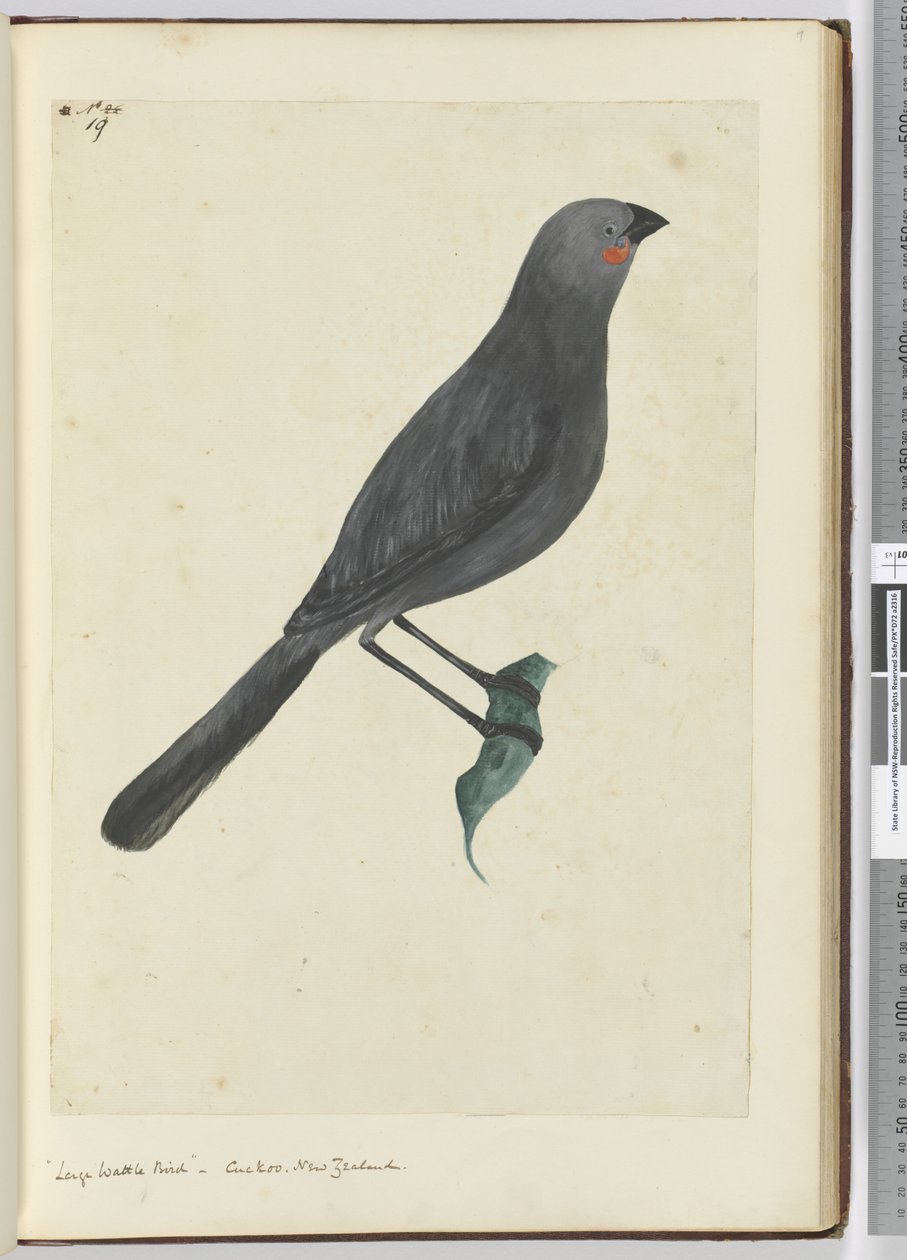 F.19 Pájaro de zarza grande, cuco. Nueva Zelanda, 1772-75 de Isaac Smith