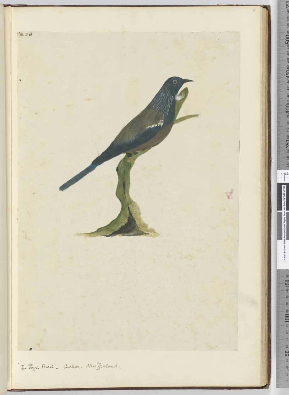 F.20 El pájaro poya, cuco. Nueva Zelanda, 1772-75 de Isaac Smith