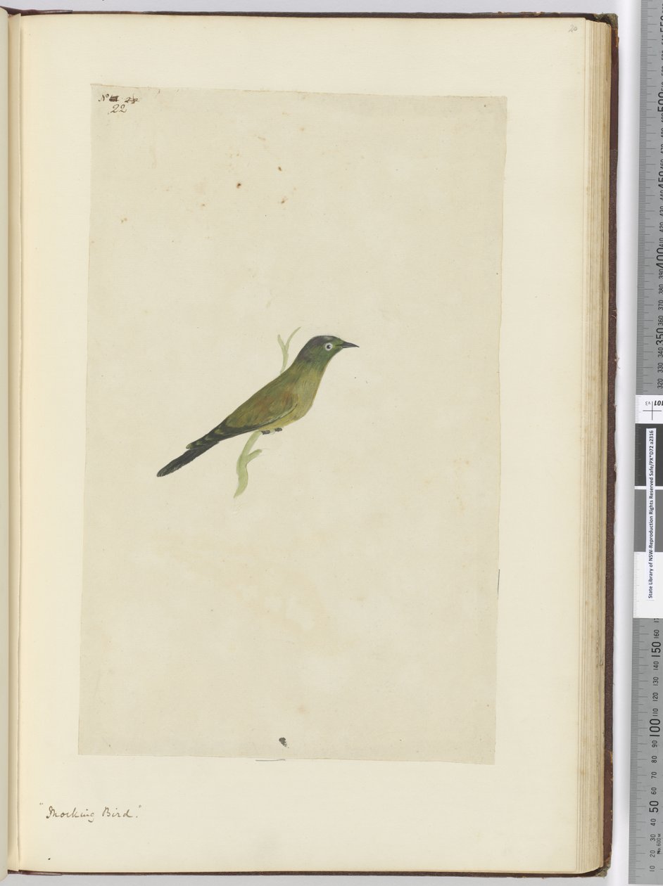 F.22 Pájaro burlón, 1772-75 de Isaac Smith