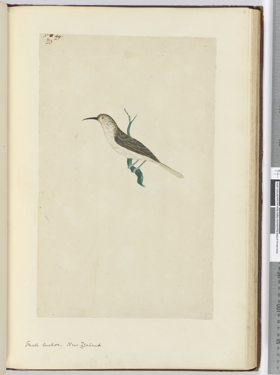 F.23 Cuco pequeño. Nueva Zelanda, 1772-75 de Isaac Smith