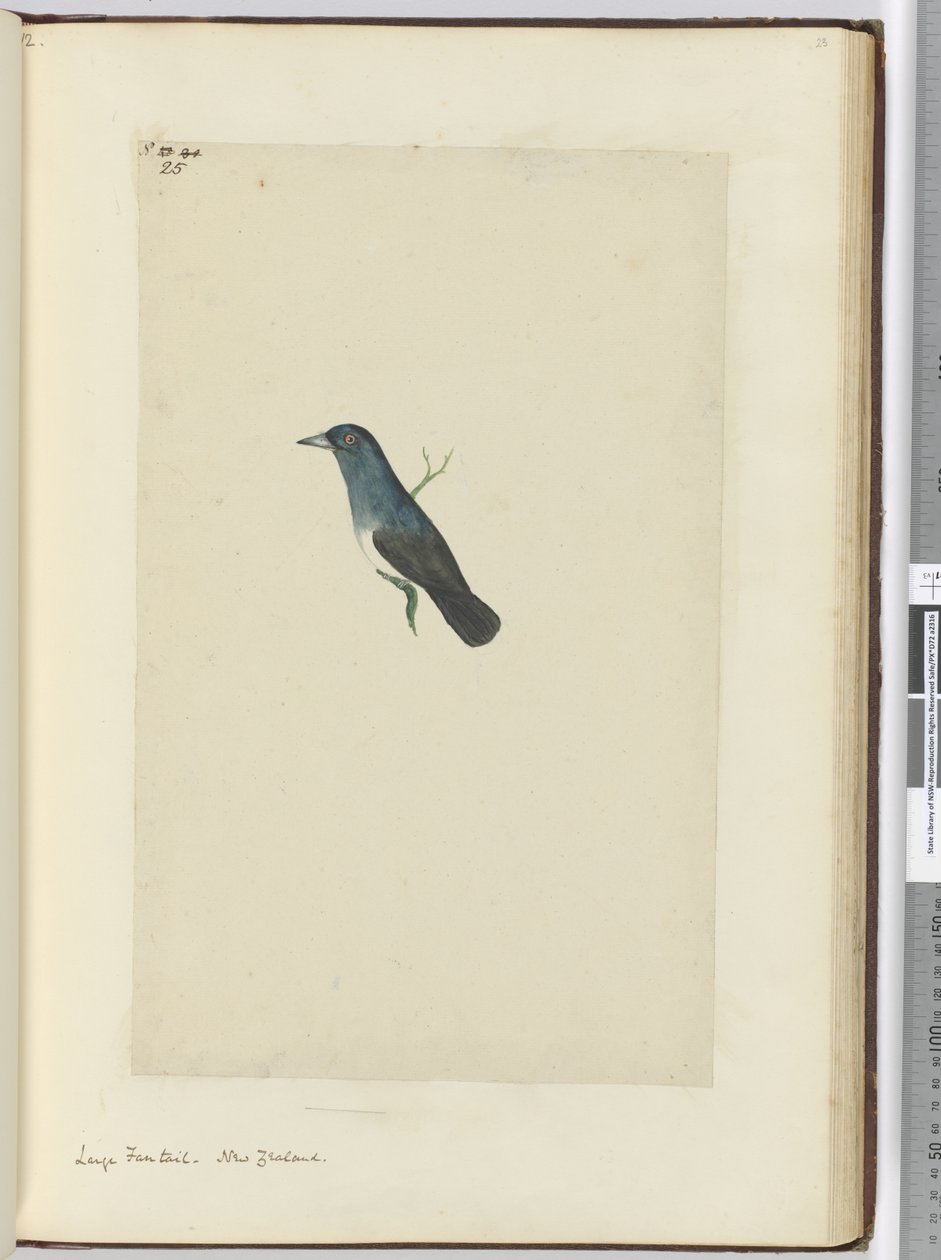 f.25 Gran cola de abanico. Nueva Zelanda, 1772-75 de Isaac Smith