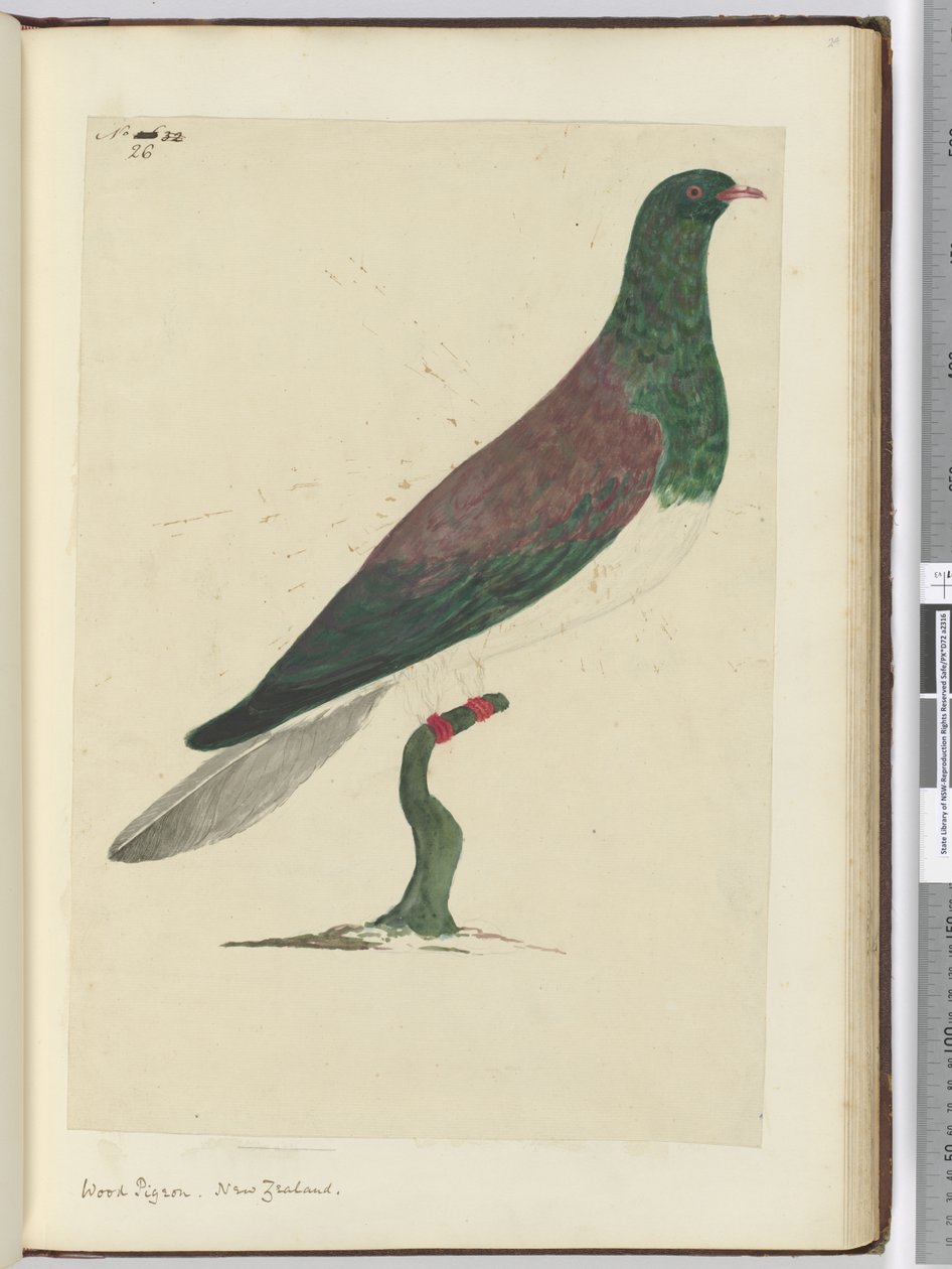 f.26 Paloma torcaz. Nueva Zelanda, 1772-75 de Isaac Smith