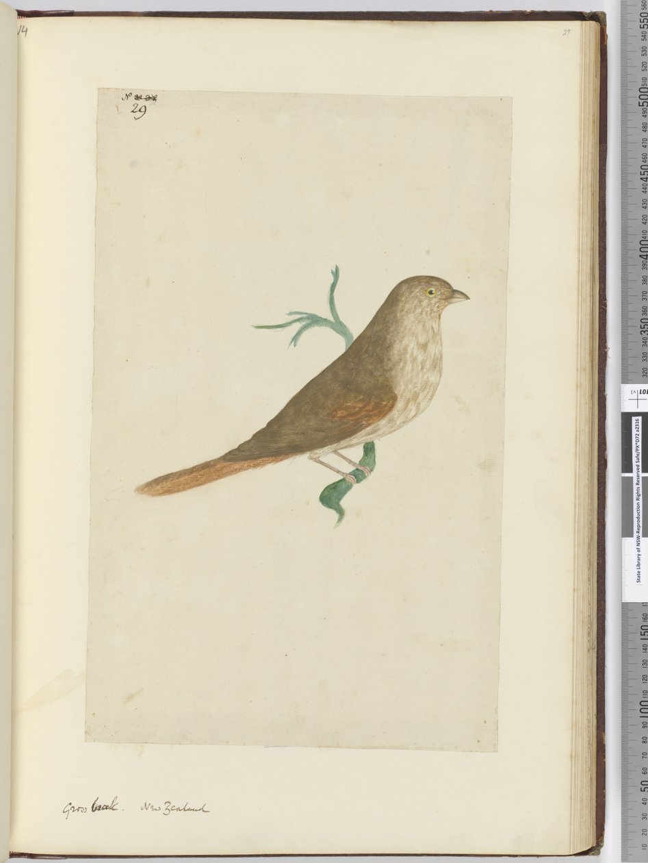 f.29 Pico grueso. Nueva Zelanda, 1772-75 de Isaac Smith