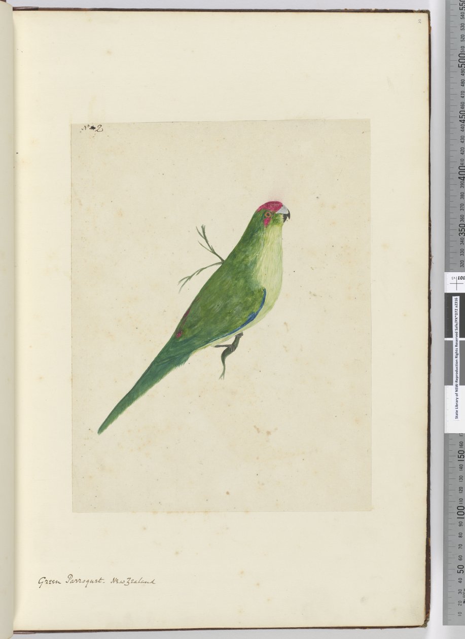 F.2 Periquito verde. Nueva Zelanda, 1772-75 de Isaac Smith
