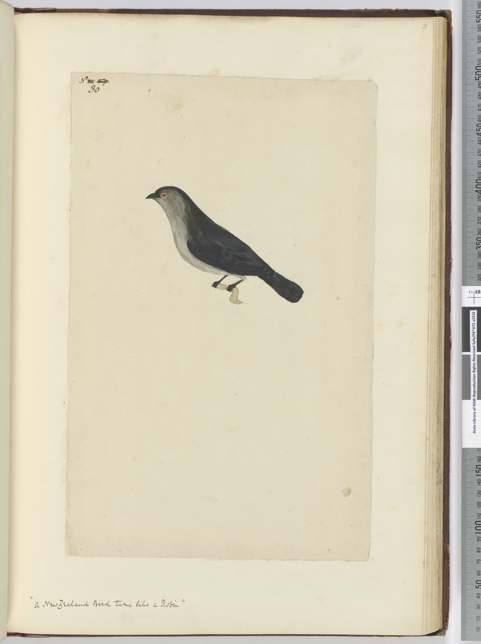 f.30 Un pájaro de Nueva Zelanda domesticado como un petirrojo, 1772-75 de Isaac Smith