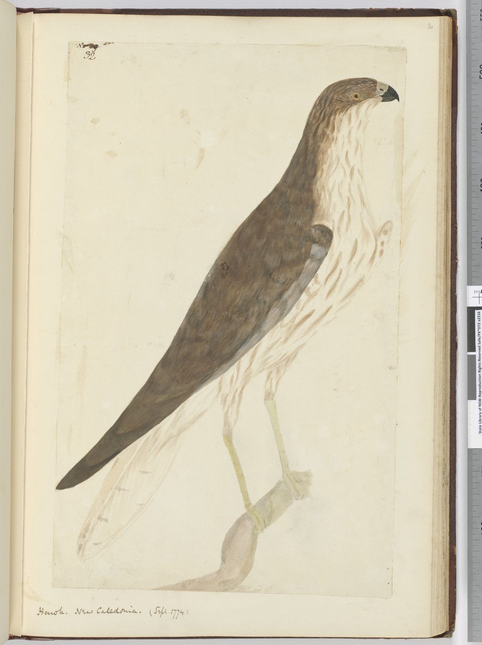 f.32 Halcón. Nueva Caledonia. (Sept. 1774), 1772-75 de Isaac Smith
