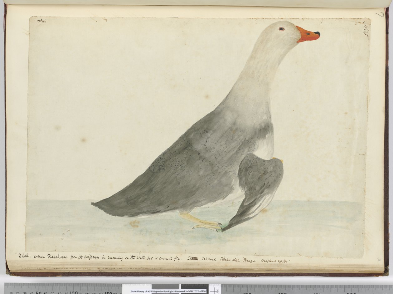 f.35 Pato llamado Corredor por su rapidez al correr sobre el agua pero no puede volar. Isla de los Estados Tierra del Fuego. Pesaba 29 lbs, 1772-75 de Isaac Smith