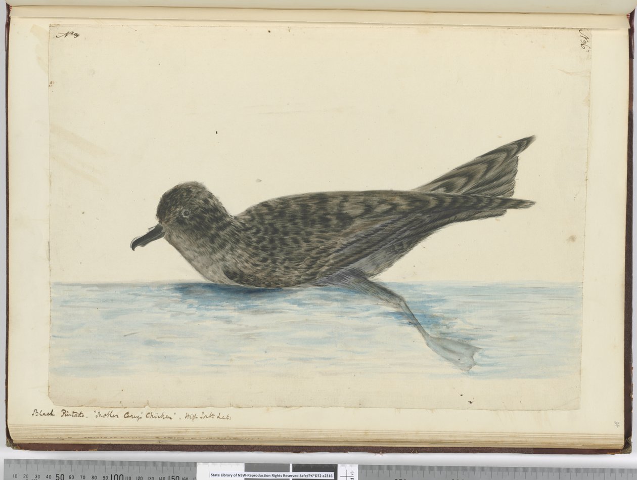 f.36 Pintado negro. Pollo de Madre Carey. Alta latitud sur, 1772-75 de Isaac Smith