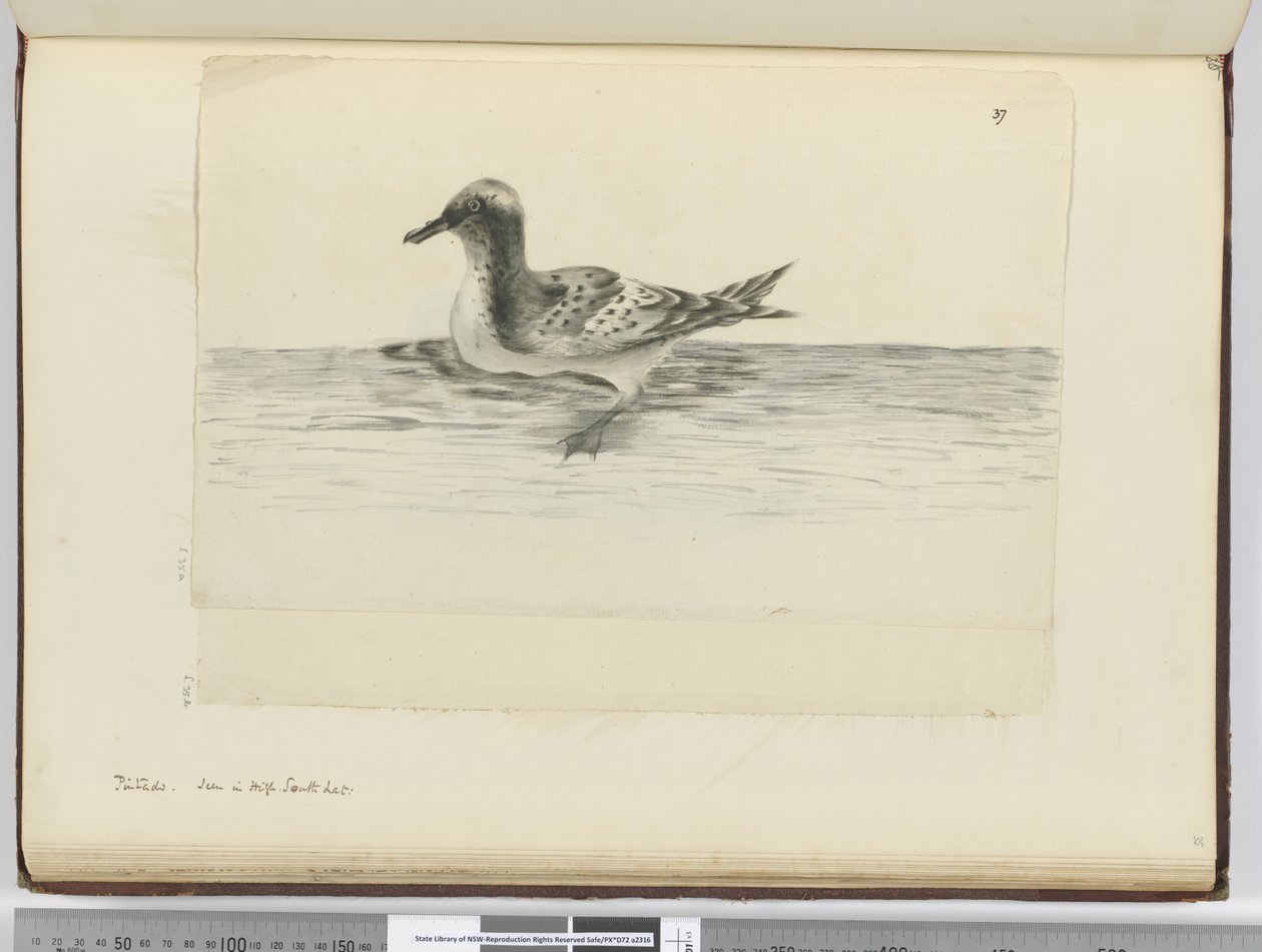 f.37a Pintado. Visto en alta latitud sur, 1772-75 de Isaac Smith