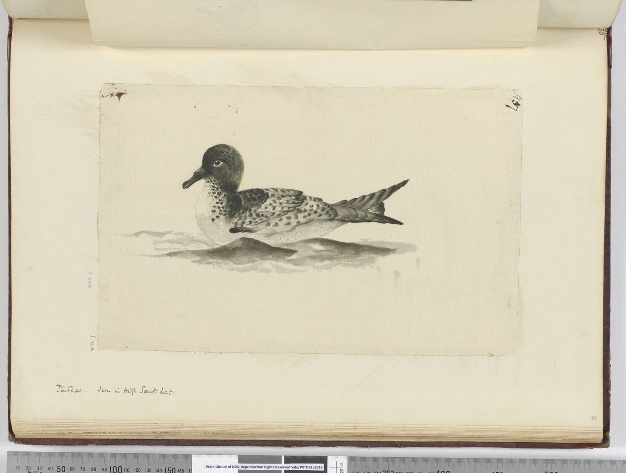 f.37b Pintado. Visto en alta latitud sur, 1772-75 de Isaac Smith