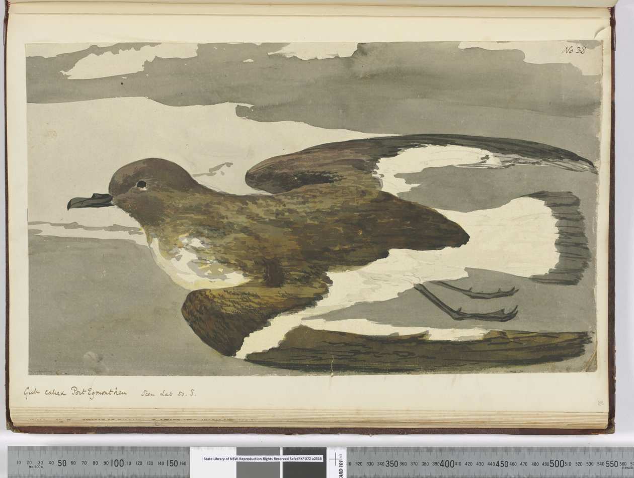 f.38 Gaviota llamada gallina de Port Egmont. Visto en lat. 50 S., 1772-75 de Isaac Smith