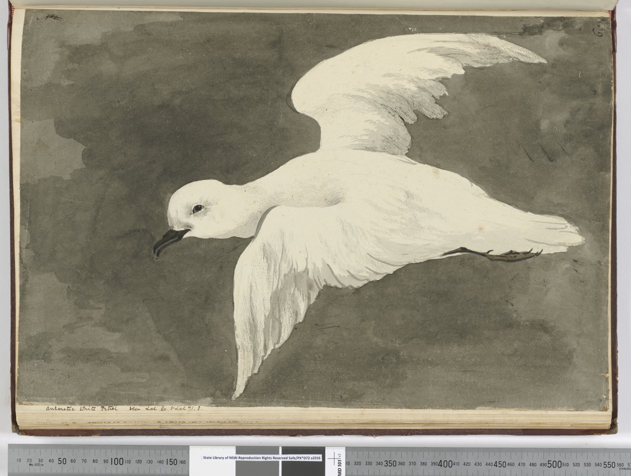 f.39 Petrel blanco antártico. Visto en lat. 60 a lat. 71 S., 1772-75 de Isaac Smith
