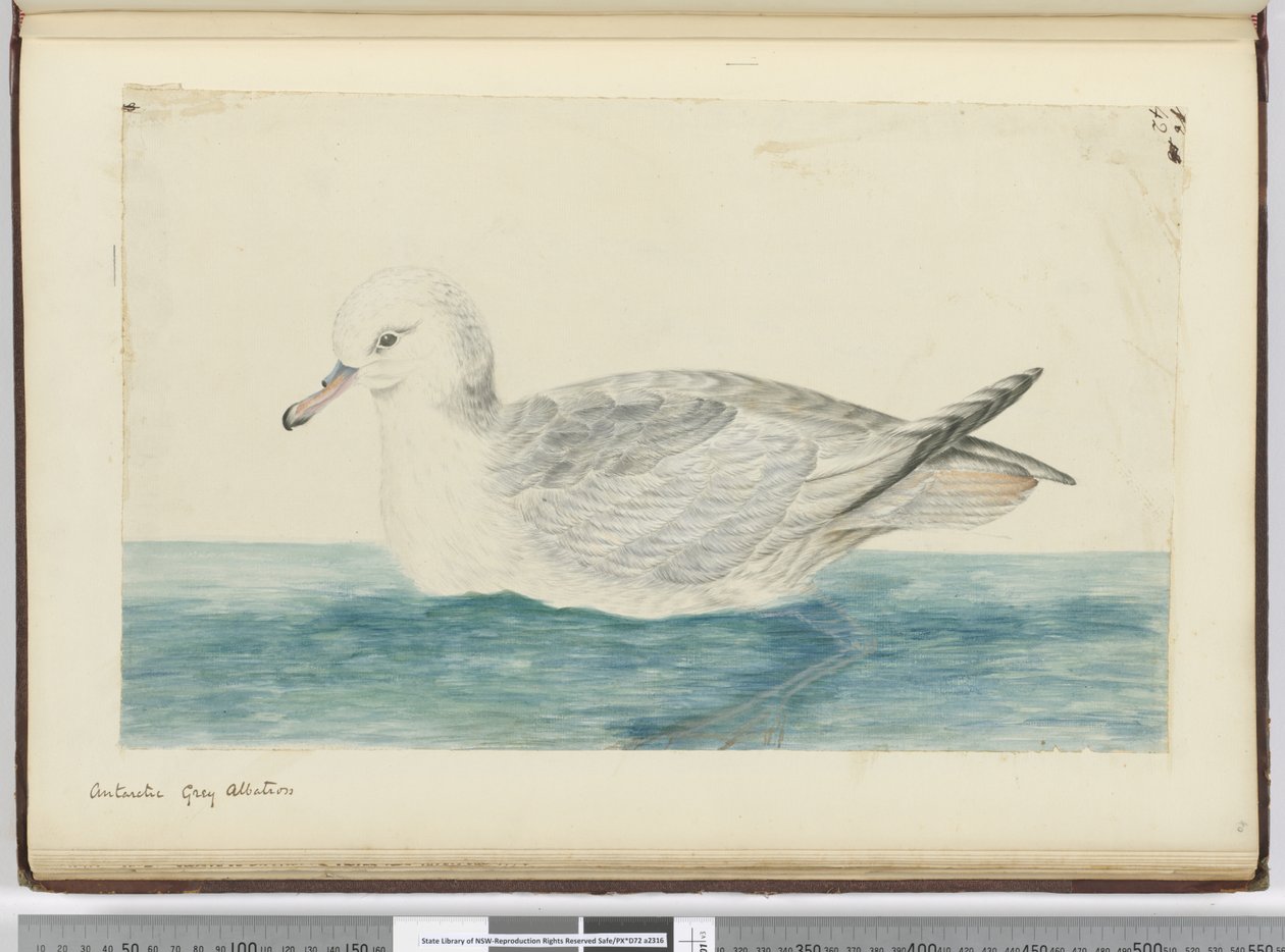 f.42 Albatros gris antártico, 1772-75 de Isaac Smith