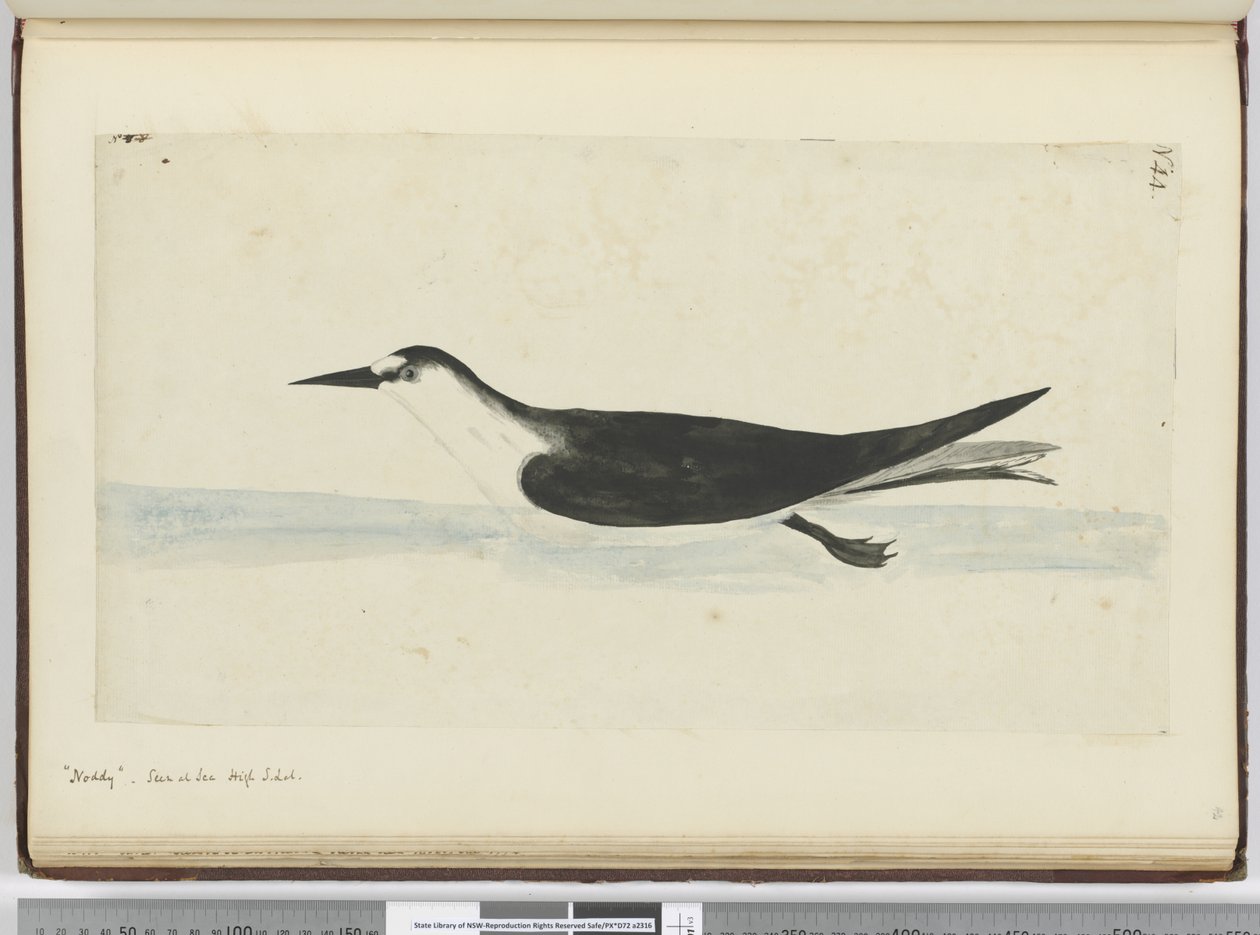 f.44 Noddy. Visto en el mar en alta latitud sur, 1772-75 de Isaac Smith