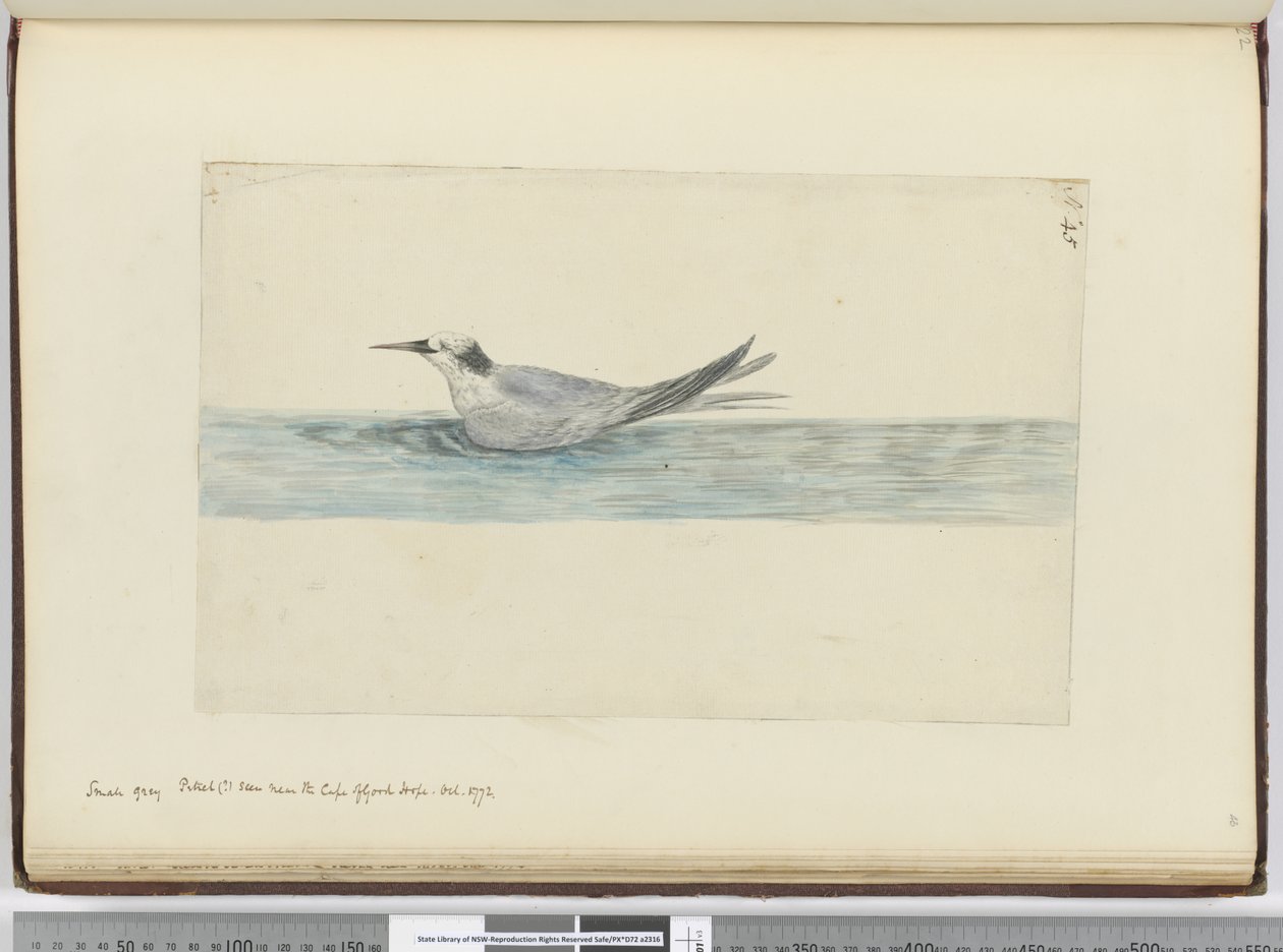 f.45 Petrel gris pequeño (?) visto cerca del Cabo de Buena Esperanza. Oct. 1772, 1772-75 de Isaac Smith
