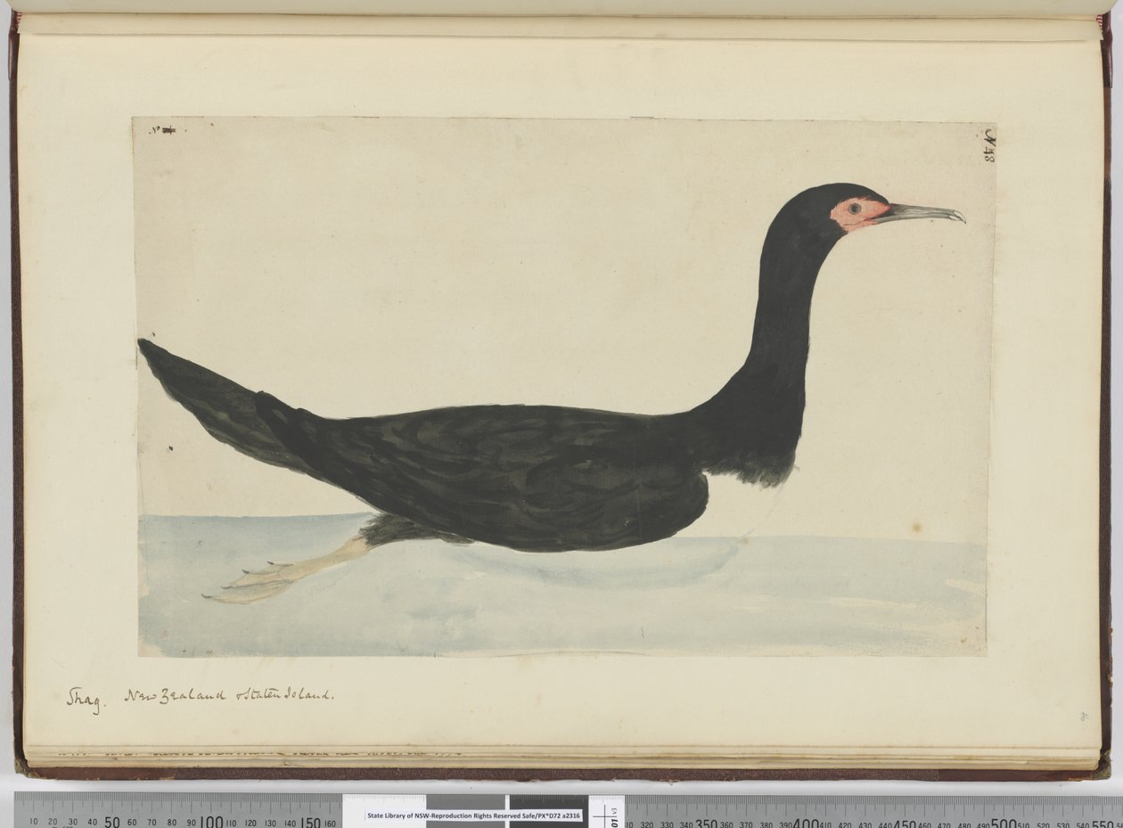 f.48 Cormorán. Nueva Zelanda e Isla de los Estados, 1772-75 de Isaac Smith