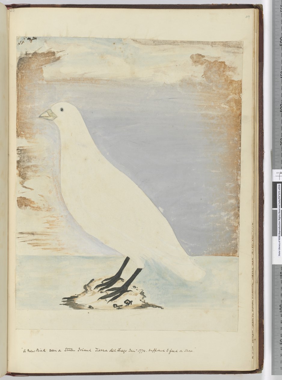 f.51 Un nuevo pájaro visto en la Isla de los Estados Tierra del Fuego Ene. 1774. Se supone que se alimenta en la costa, 1772-75 de Isaac Smith