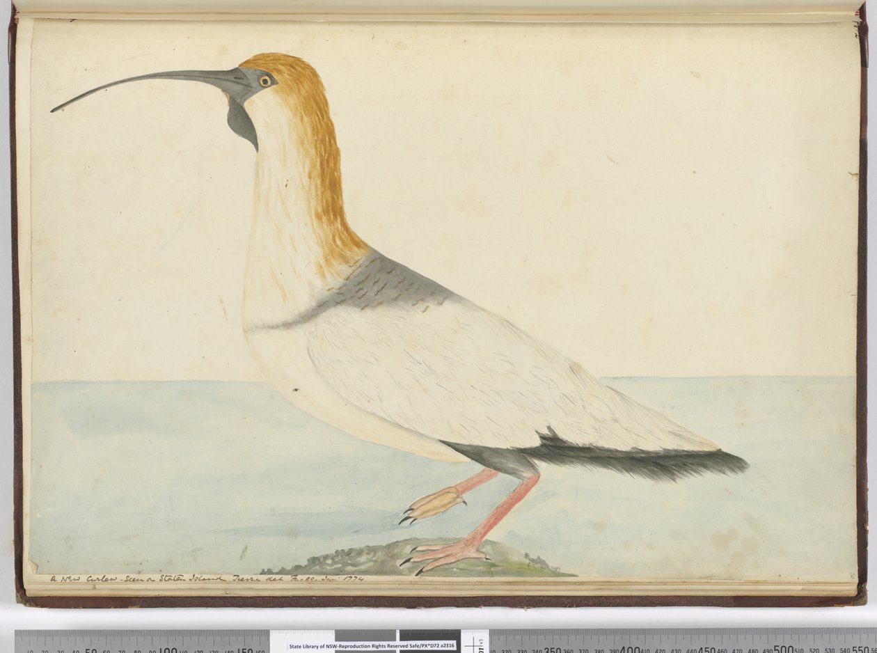 f.52 Un nuevo zarapito. Visto en la Isla de los Estados Tierra del Fuego Ene. 1774, 1772-75 de Isaac Smith