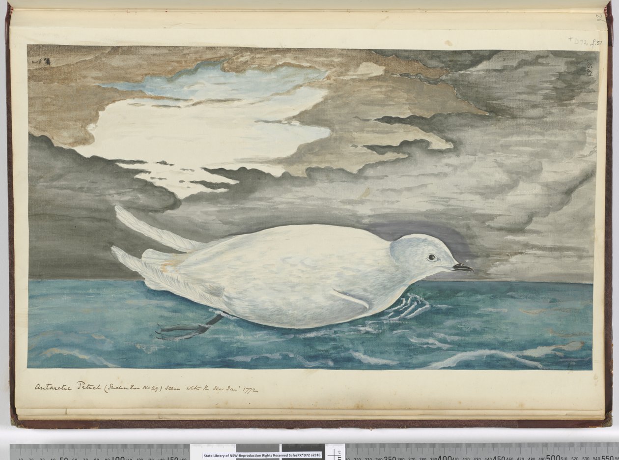 f.53 Petrel antártico (más pequeño que el No. 29) visto con el hielo Ene. 1772, 1772-75 de Isaac Smith