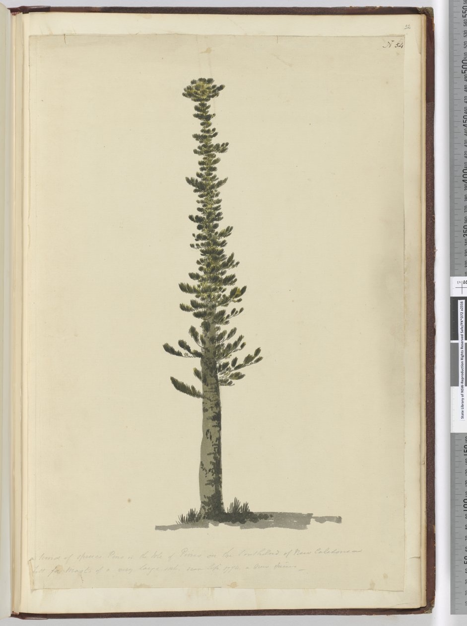 f.54 Tipo de pino abeto en la Isla de los Pinos en el extremo sur de Nueva Caledonia y alto para mástiles de un tipo muy grande. Visto Sept. 1774..., 1772-75 de Isaac Smith