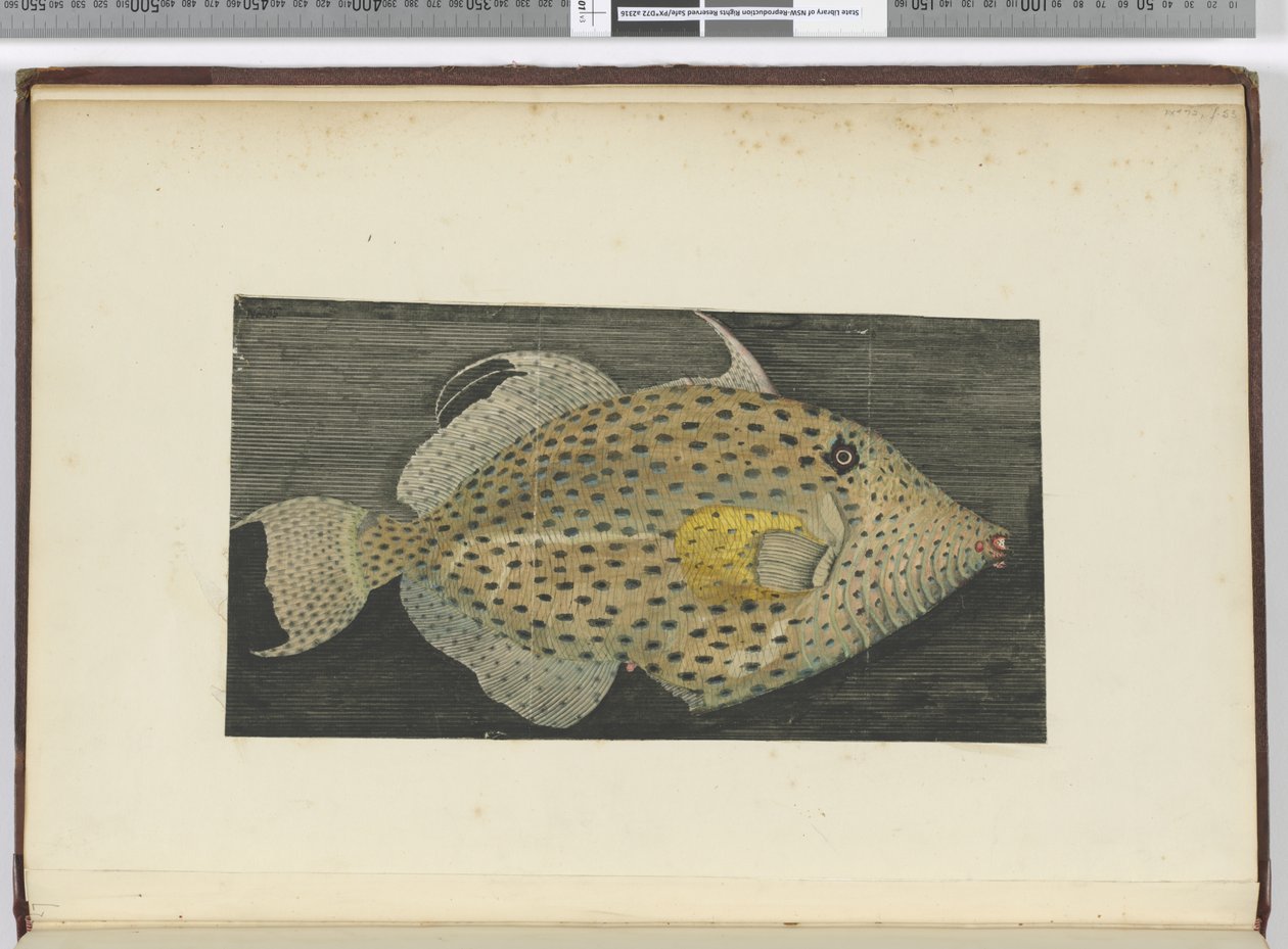 f.55 Un pez llamado Vieja de S. Jago, 1772-75 de Isaac Smith