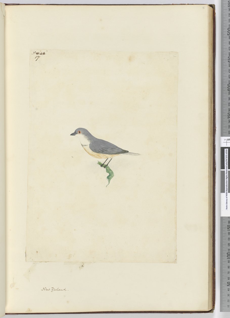 f.17 Pájaro no identificado de Nueva Zelanda, 1772-75 de Isaac Smith