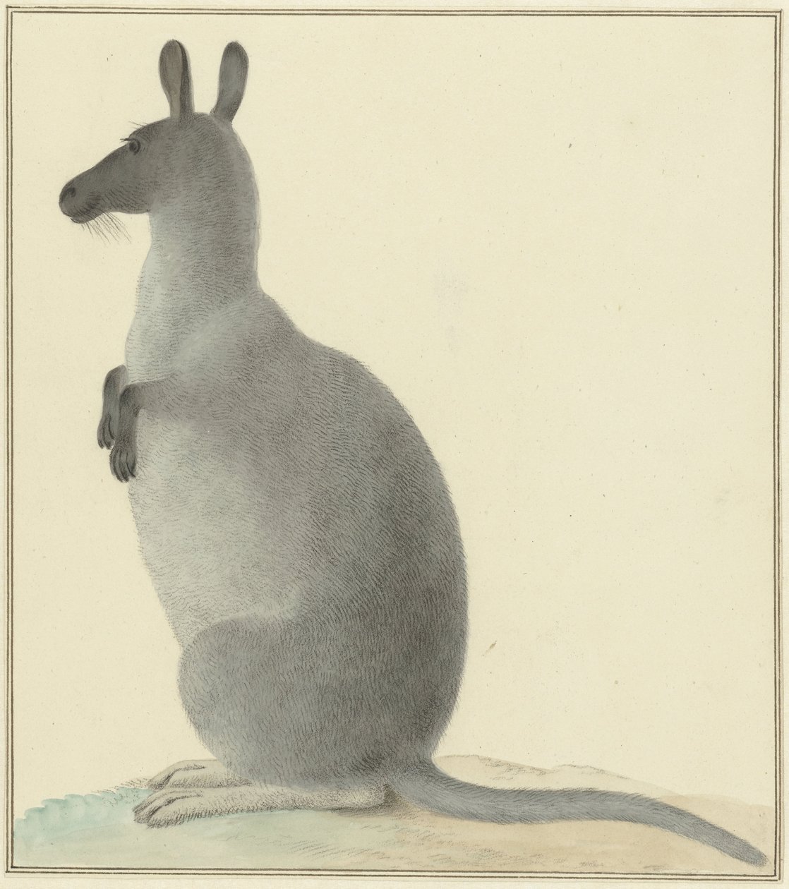 Canguro de Isaac van Haastert